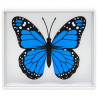 Omni Butterfly