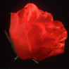 Torch to Rose Plus